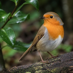 European Robin Identification Guide