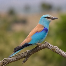 European Roller Identification Guide