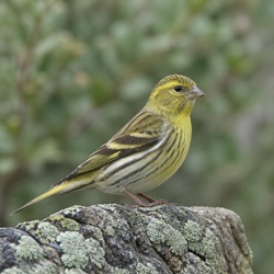 European Serin Identification Guide