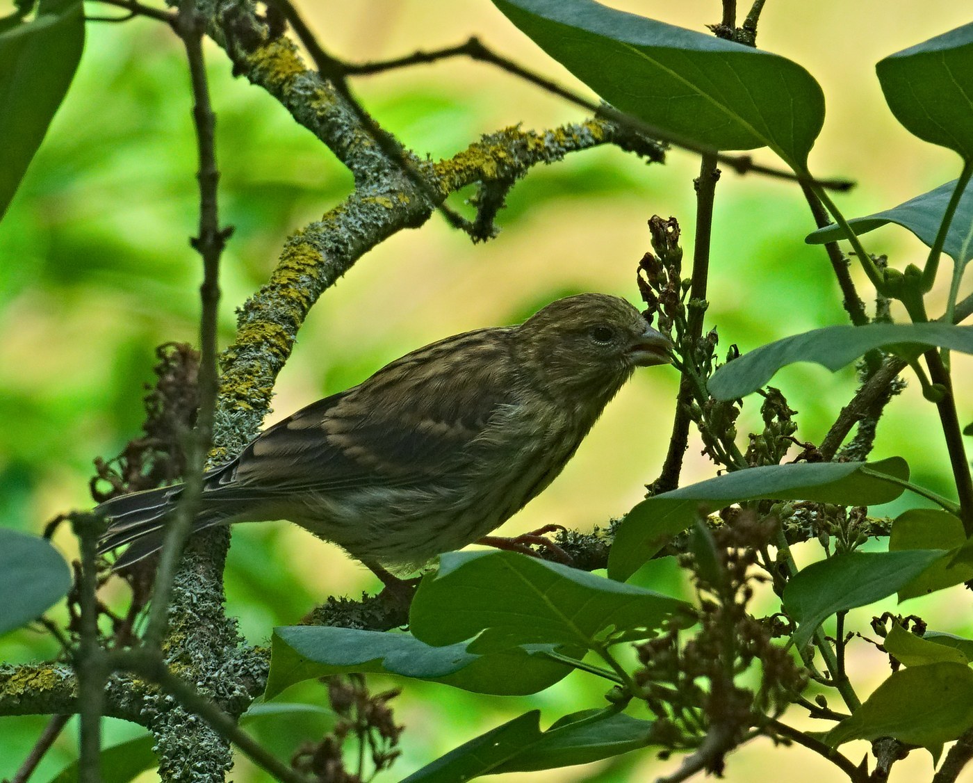 European Serin (Serinus serinus)