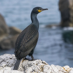 European Shag Identification Guide