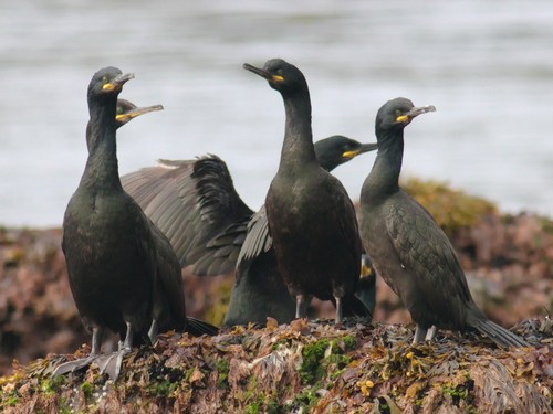 European Shag