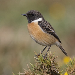 European Stonechat Identification Guide