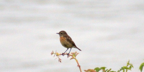 European Stonechat