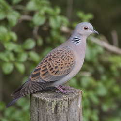 European Turtle Dove Identification Guide