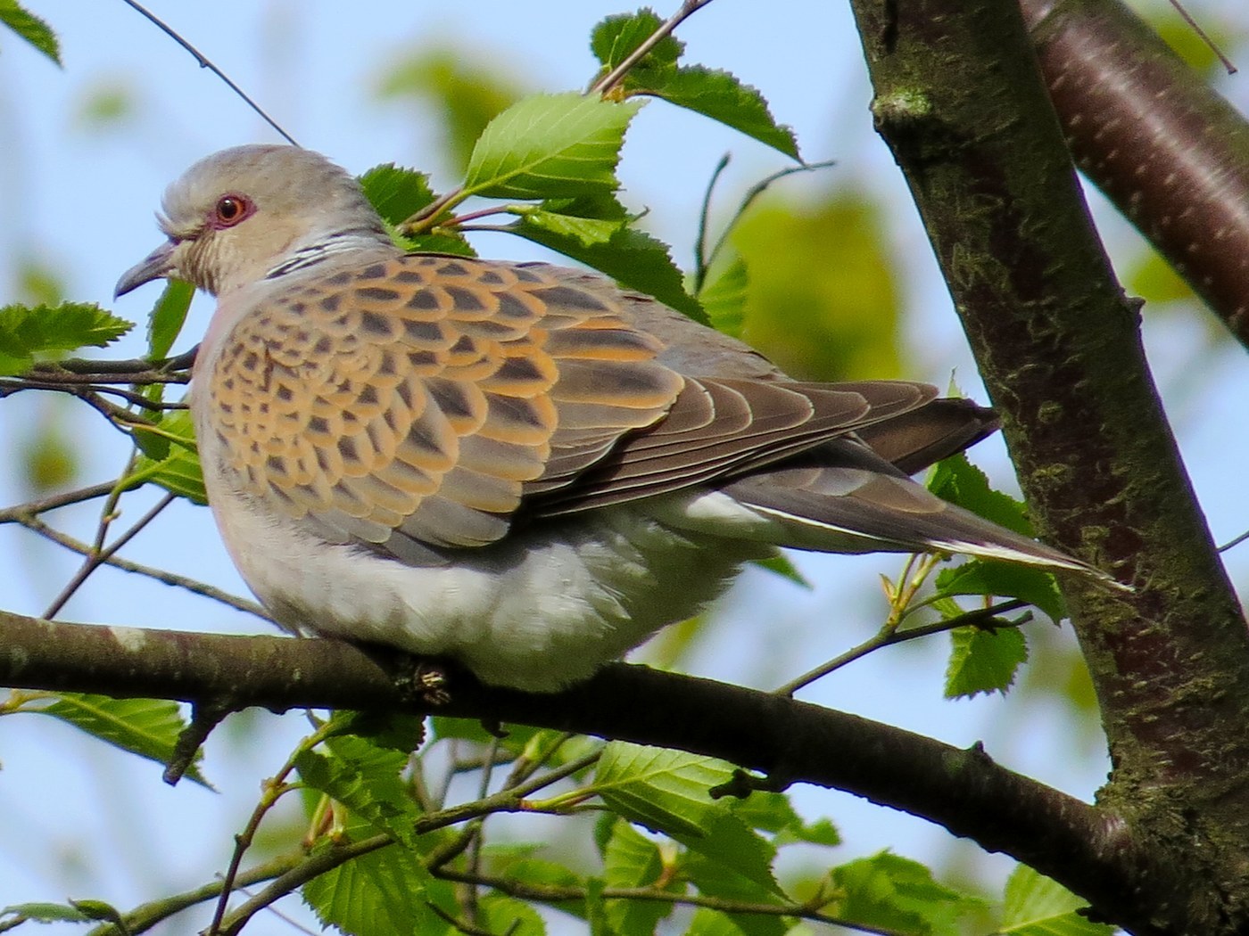 European Turtle Dove (Streptopelia turtur)