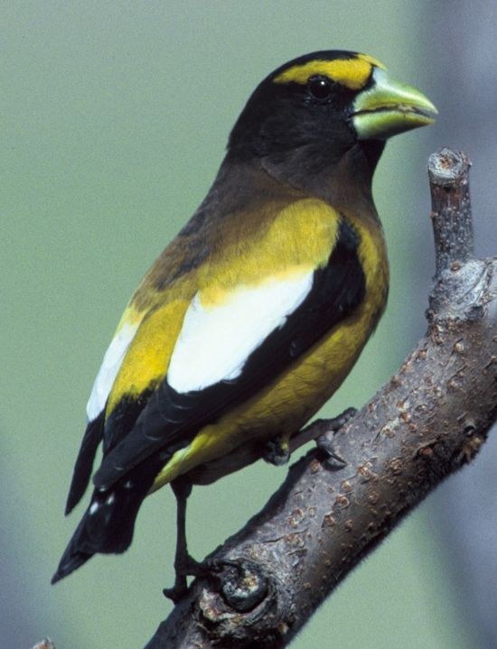Evening Grosbeak (Hesperiphona vespertina)