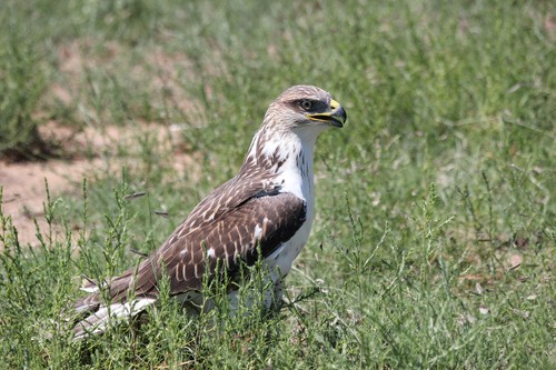 Ferruginous Hawk