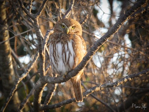 Ferruginous Pygmy-Owl