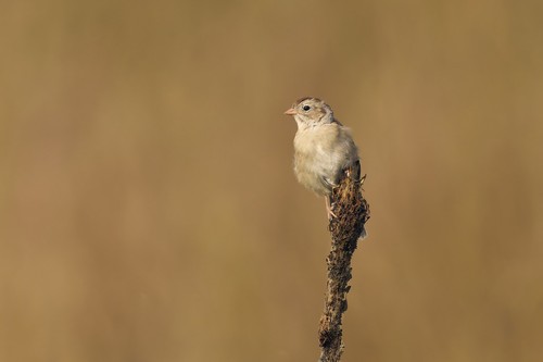 Field Sparrow