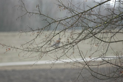 Fieldfare