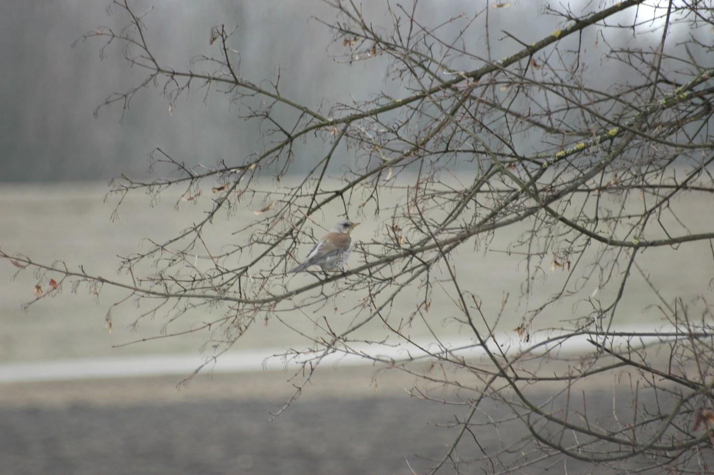 Fieldfare (Turdus pilaris)