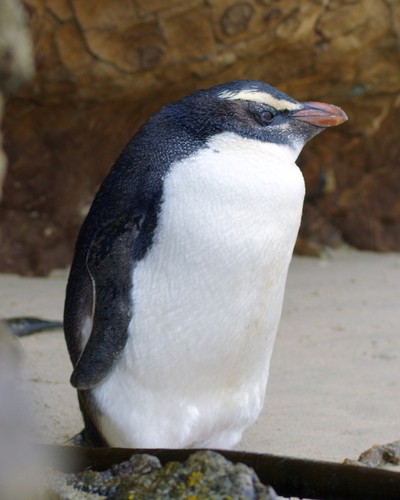 Fiordland Penguin