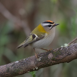 Firecrest Identification Guide
