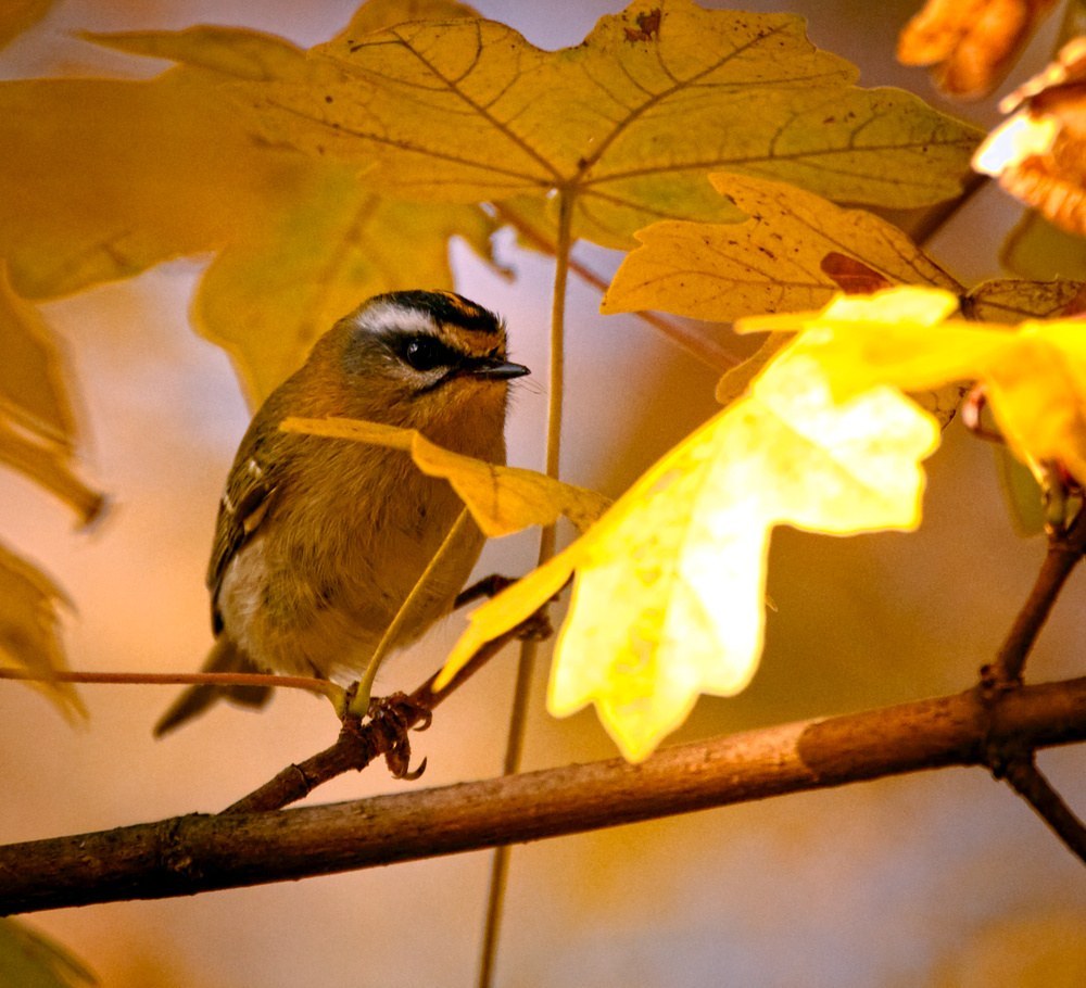 Firecrest Identification Guide