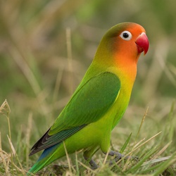 Fischer's Lovebird Identification Guide