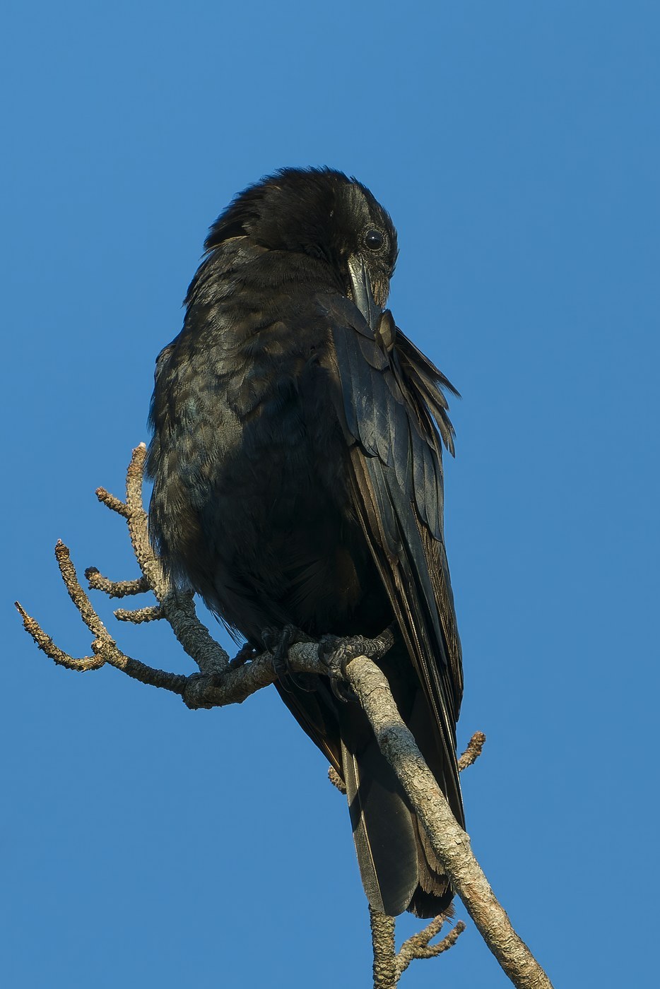 Fish Crow (Corvus ossifragus)