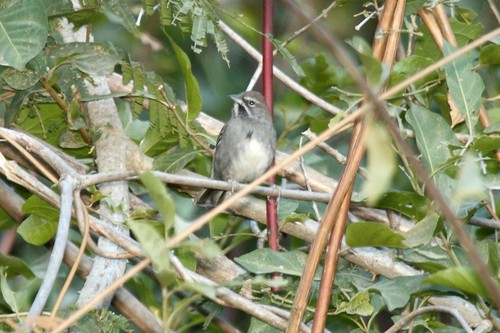 Five-striped Sparrow