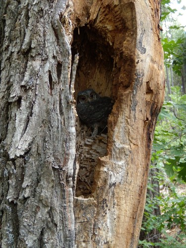 Flammulated Owl