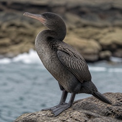 Flightless Cormorant Identification Guide