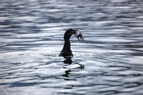 Flightless Cormorant