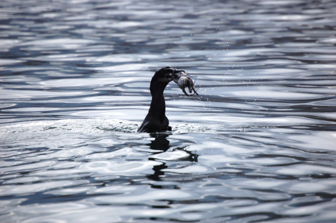 Flightless Cormorant Identification Guide