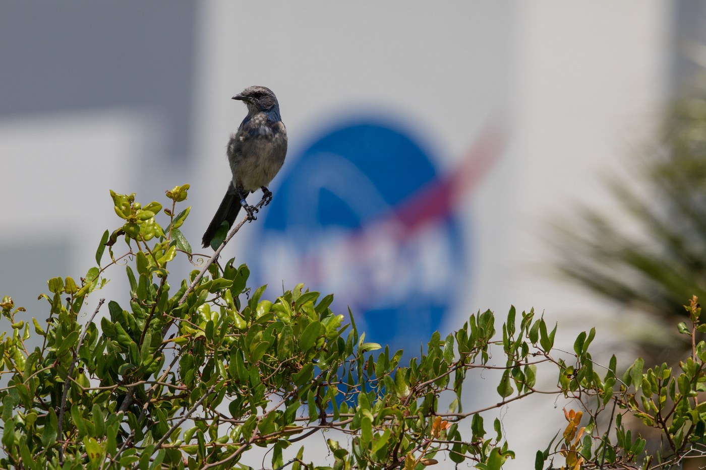 Florida Scrub-Jay (Aphelocoma coerulescens)