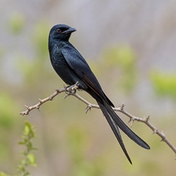 Fork-tailed Drongo Identification Guide