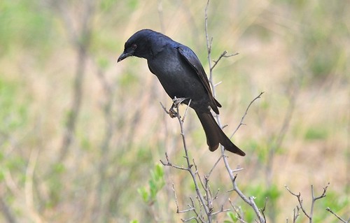 Fork-tailed Drongo