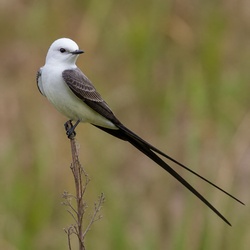 Fork-tailed Flycatcher Identification Guide
