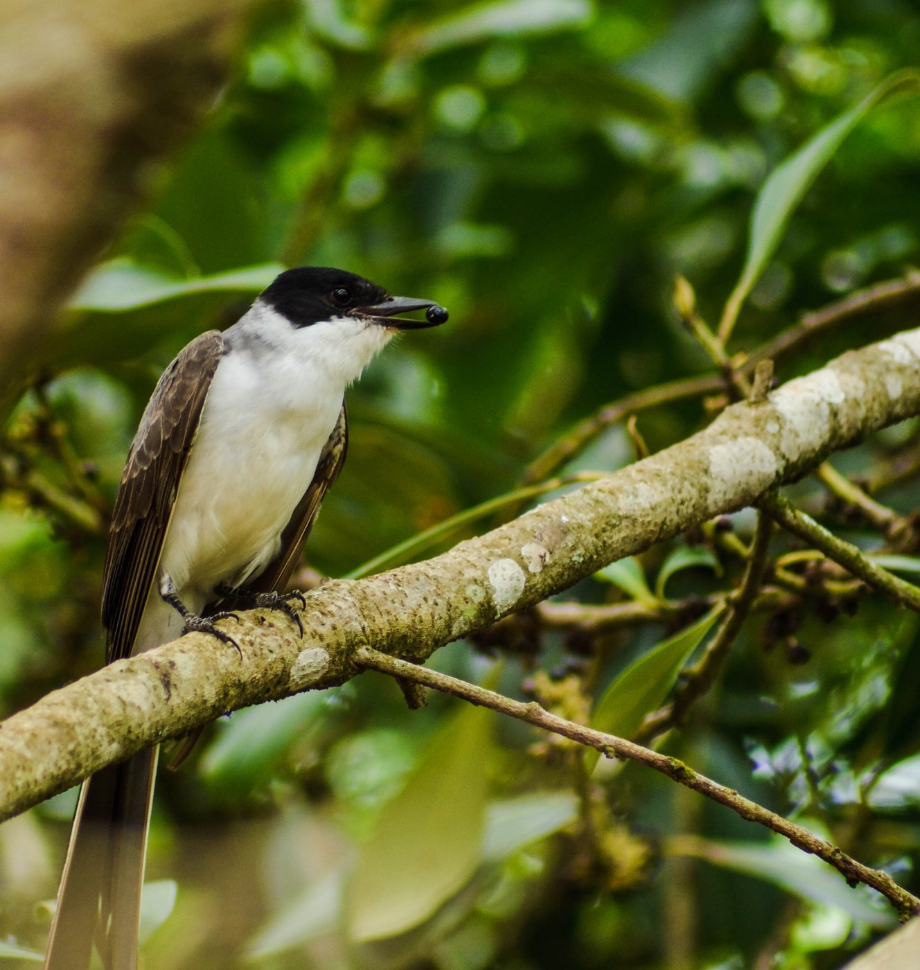 Fork-tailed Flycatcher (Tyrannus savana)