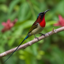 Fork-tailed Sunbird Identification Guide