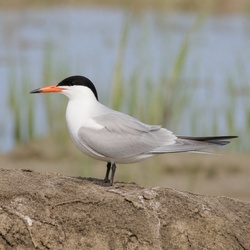 Forster's Tern Identification Guide