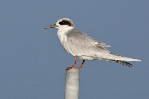 Forster's Tern