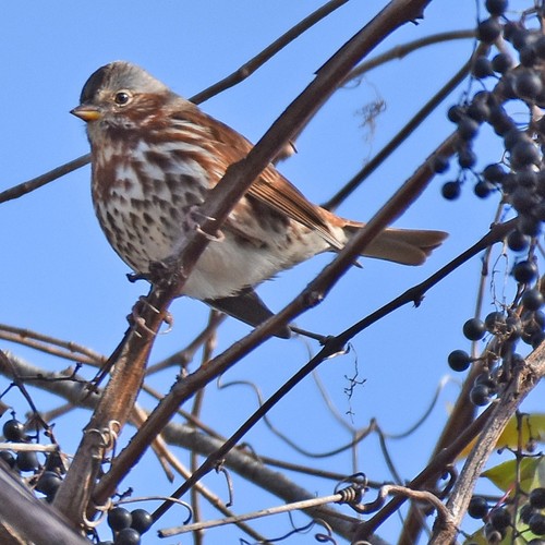 Fox Sparrow