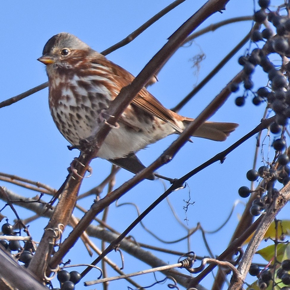 Fox Sparrow (Passerella iliaca)