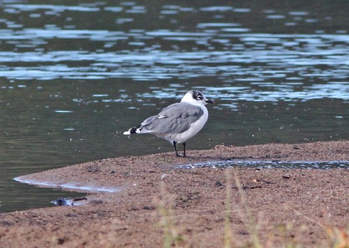 Franklin's Gull