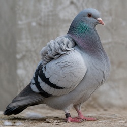 Frillback Pigeon Identification Guide
