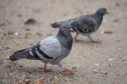 Frillback Pigeon