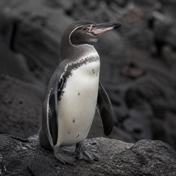 Galapagos Penguin Identification Guide