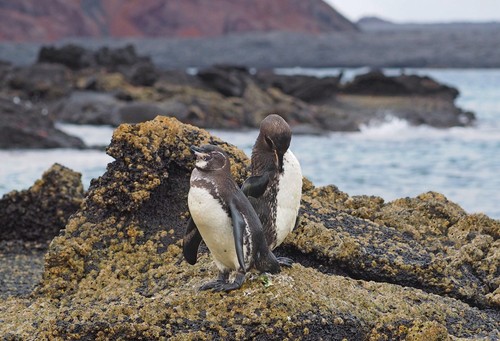 Galapagos Penguin