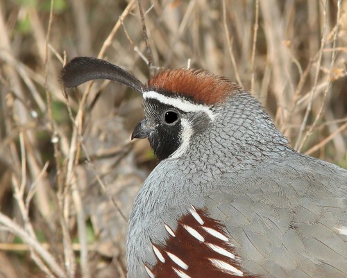 Gambel's Quail