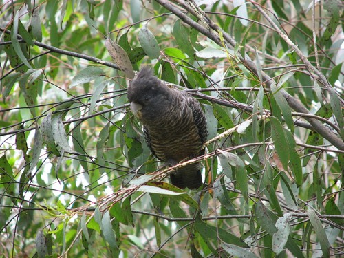 Gang-gang Cockatoo