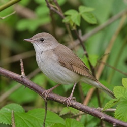 Garden Warbler Identification Guide