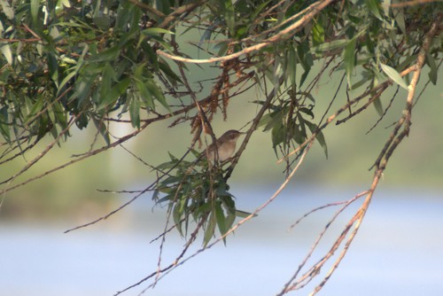 Garden Warbler
