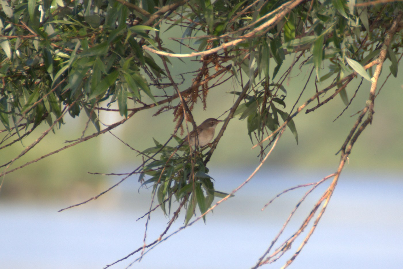 Garden Warbler (Sylvia borin)
