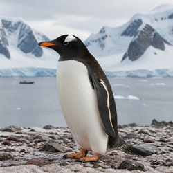 Gentoo Penguin Identification Guide