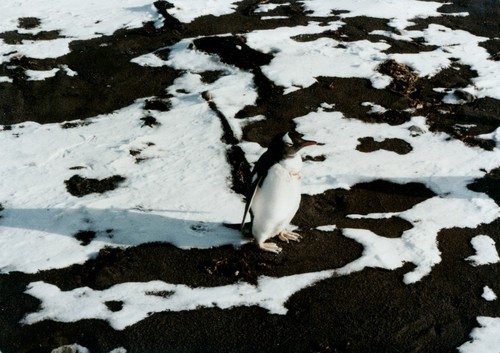 Gentoo Penguin