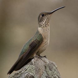 Giant Hummingbird Identification Guide