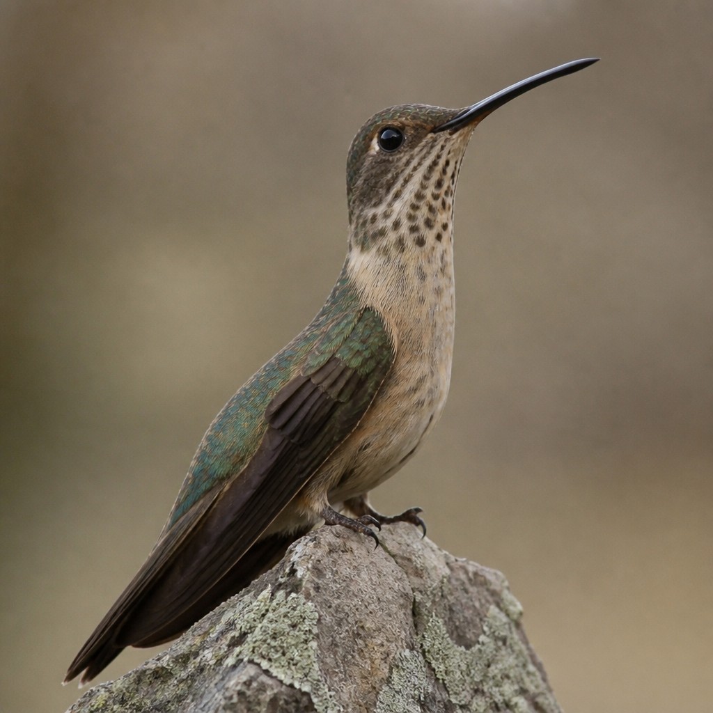 Giant Hummingbird